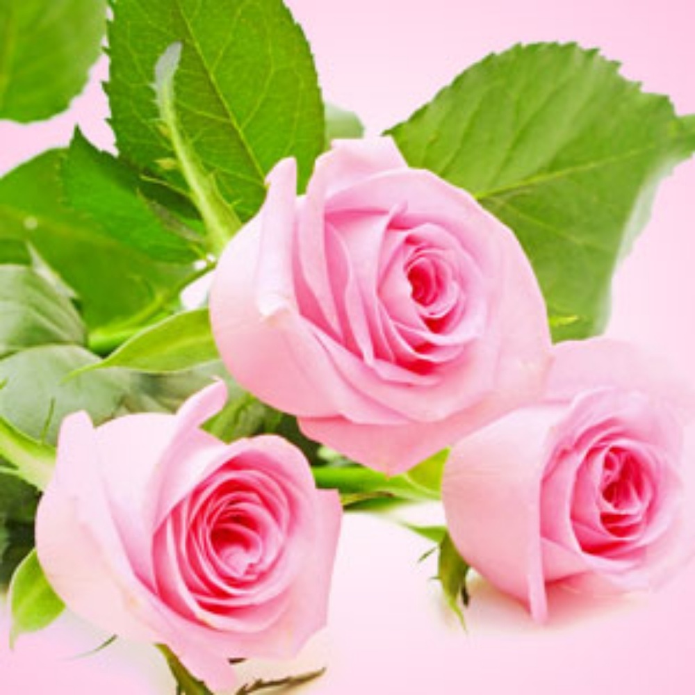 Fresh Cut Roses Hand Poured Soy (6.5oz) Candle